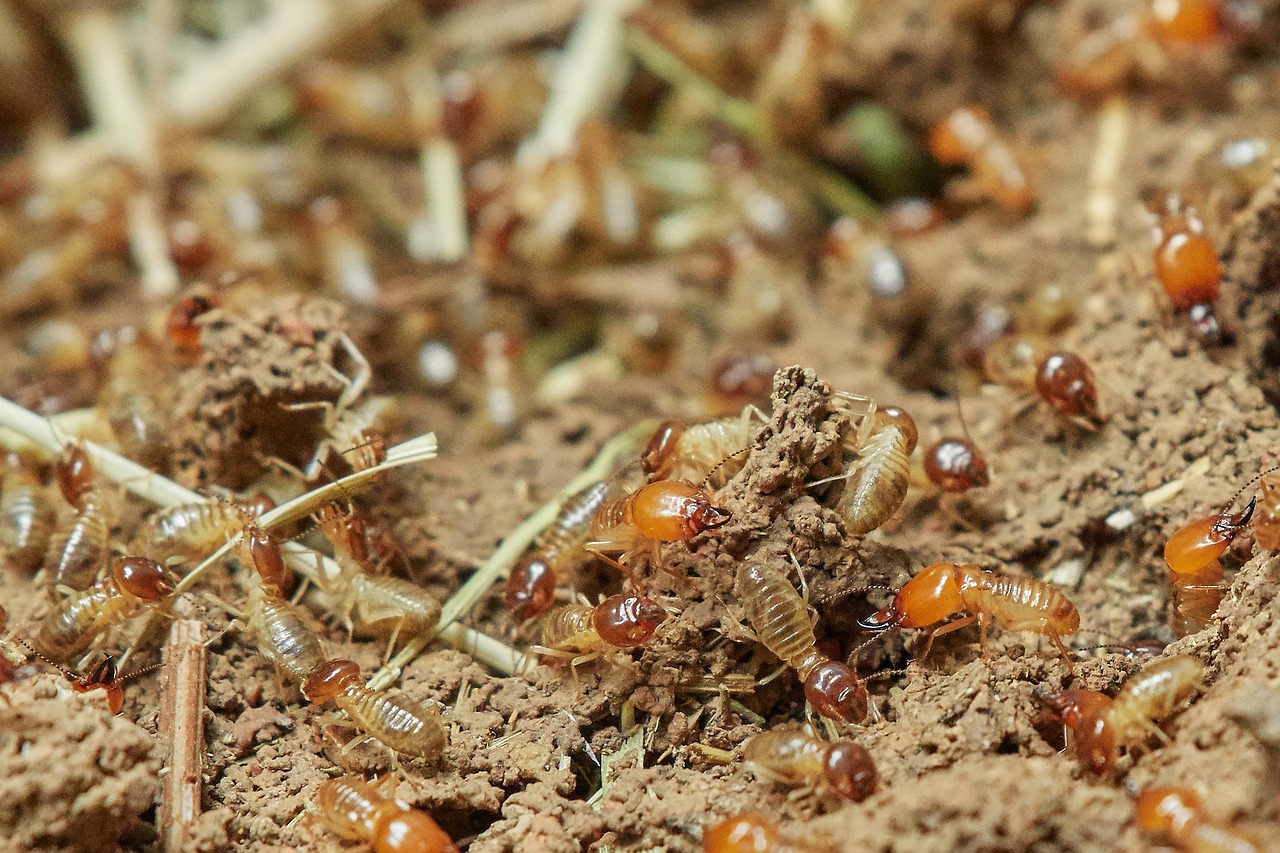Featured image for “Don’t Let Termites Destroy Your Business – Why Including Photos in Pest Control Inspections is a Must!”